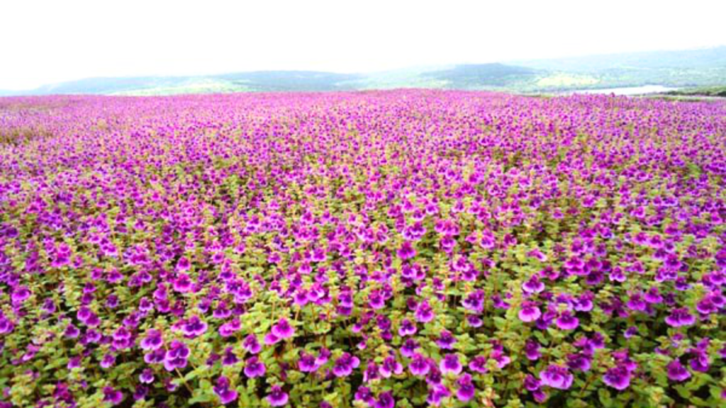 Exploring the Serene Beauty of Kas Pathar Kas Pathar Flower Valley